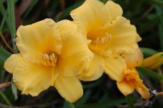 yellow-flowers